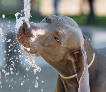 L'importance de l'hydratation pour son chien