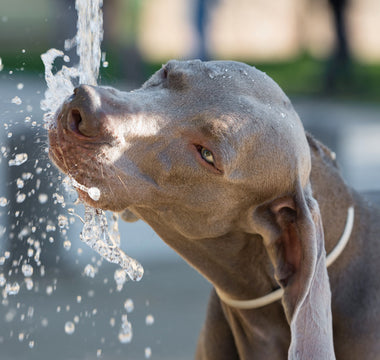 L'importance de l'hydratation pour son chien