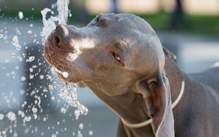 L'hydratation : Aspect essentiel pour la santé de son chien
