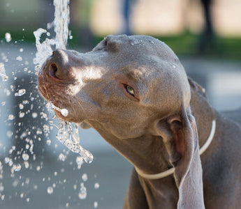 L'hydratation : Aspect essentiel pour la santé de son chien
