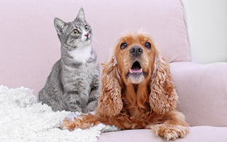 Alternative Royal Canin