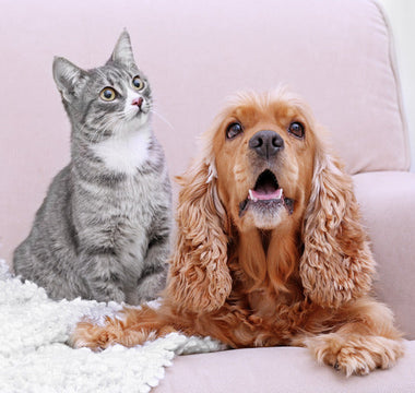 Alternative Royal Canin