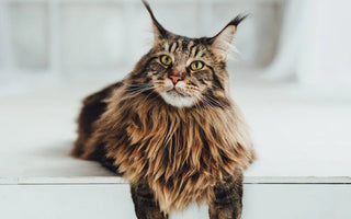 Main Coon