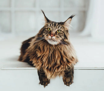 Main Coon