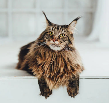Main Coon