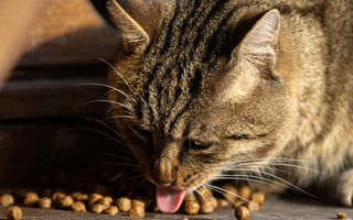 Meilleur Croquette pour Chat