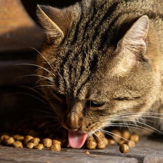 Meilleur Croquette pour Chat