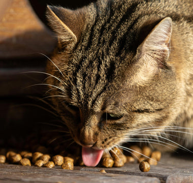 Meilleur Croquette pour Chat