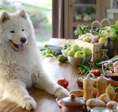 Croquettes Bio Chien