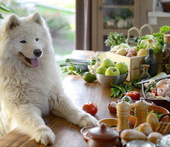 Croquettes Bio Chien