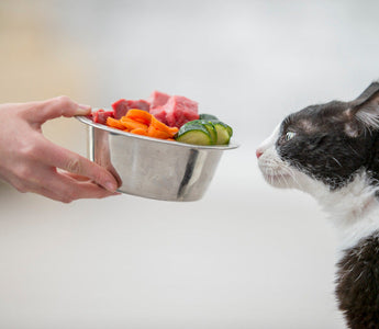 Nourriture Naturelle Chat