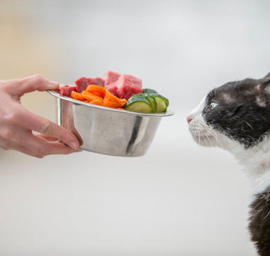 Nourriture Naturelle Chat