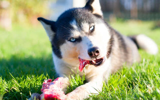 Nourriture Naturelle Chien