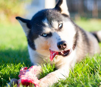 Nourriture Naturelle Chien