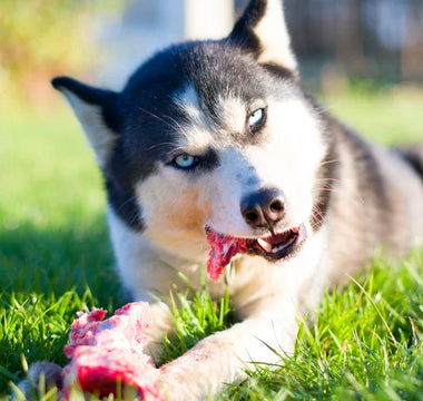 Nourriture Naturelle Chien