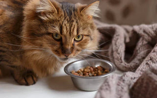 Nourriture Chat Stérilisé