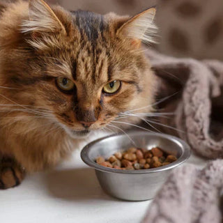 Nourriture Chat Stérilisé