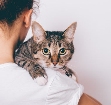 Croquettes chat stérilisé