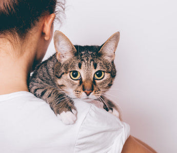 Stérilisation Chat