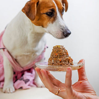 Pâtées Sans Céréales Chien