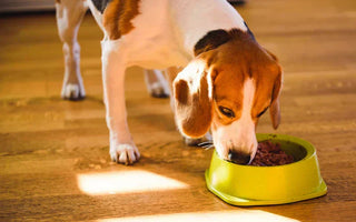 Pâtées Bio Chien