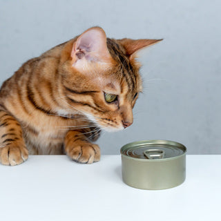 Pâtées pour chat fabriquées en France