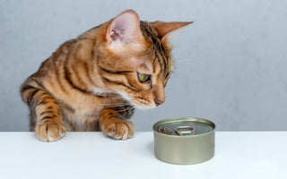 Pâtées pour chat fabriquées en France