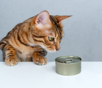 Pâtées pour chat fabriquées en France