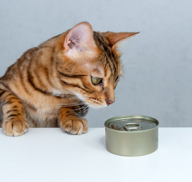 Pâtées pour chat fabriquées en France