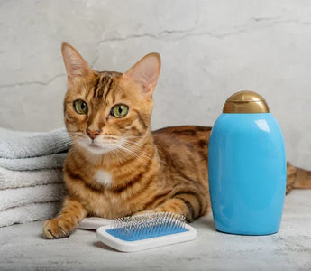 Shampoing Naturel Chat