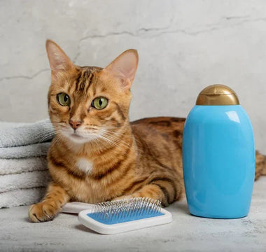 Shampoing Naturel Chat