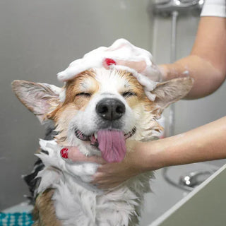 Shampoing Naturel Chien