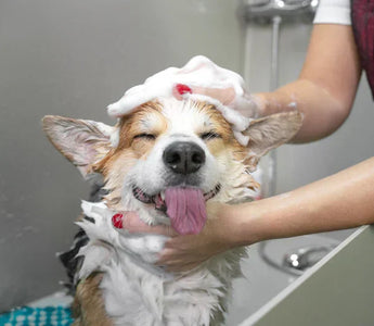 Shampoing Naturel Chien