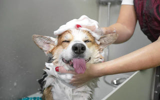 Shampoing Naturel Chien