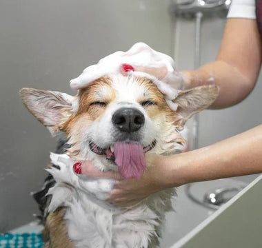 Shampoing Naturel Chien