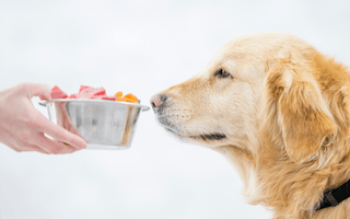 Super aliments pour animaux