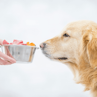 Super aliments pour animaux
