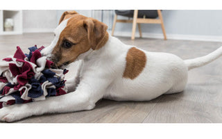 Tapis de fouille pour Chien : un accessoire ludique et stimulant