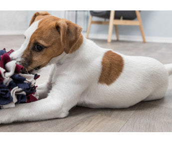 Tapis de fouille pour Chien : un accessoire ludique et stimulant
