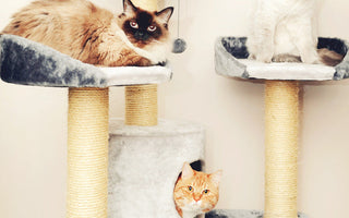 Nourriture bio et naturelle chats
