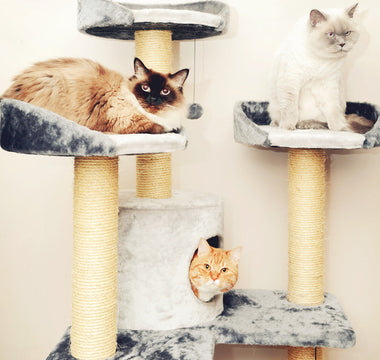 Nourriture bio et naturelle chats