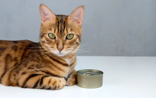 Quelles alternatives à Whiskas pour votre chat ?