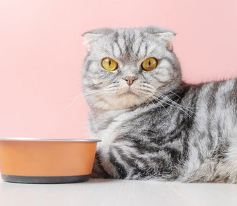 Chat Croquettes ou pâtée