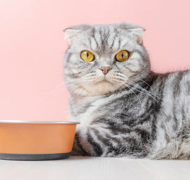 Chat Croquettes ou pâtée
