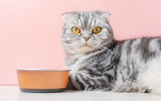 Chat Croquettes ou pâtée