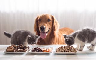 chien chats croquettes bio sans céréales