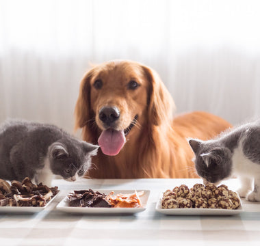 chien chats croquettes bio sans céréales