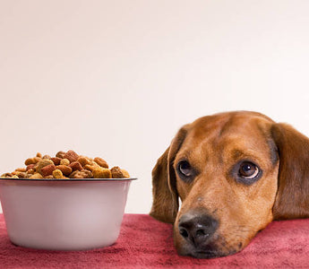 chien croquettes bio et naturelles