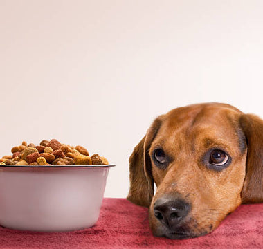 chien croquettes bio et naturelles