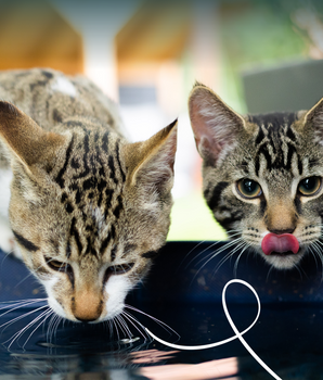 Batonnets a macher Bio Boeuf & Poisson Yarrah Chat